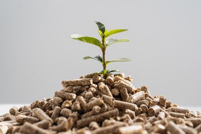 Close-up of plant against white background