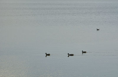 Family of ducks on the lake before sunset. colors of nature