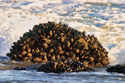 Close-up of rock on beach