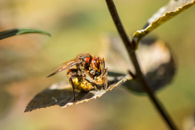 Close-up of insect with prey on leaf