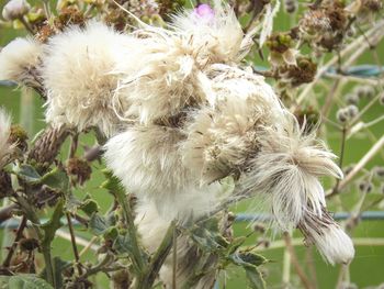 Close-up of white flowers