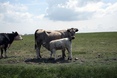 Cows standing in a field