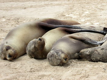 Sleeping seals