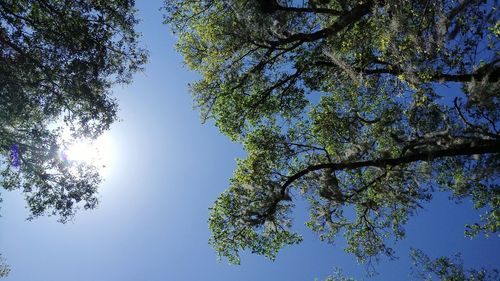 Low angle view of tree against clear blue sky