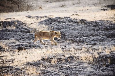 Side view of horse walking on land