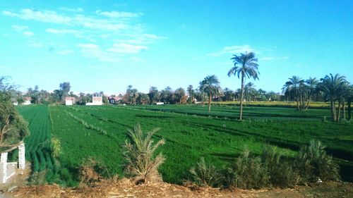 Scenic view of agricultural field against sky