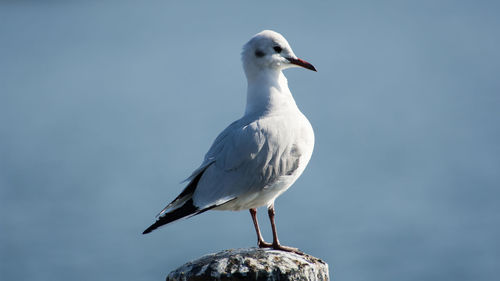 Close-up of seagull perching against sky