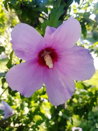 Close-up of pink hibiscus flower