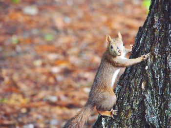 Close-up of squirrel on tree trunk