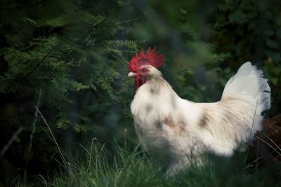 Portrait of a cockerel 