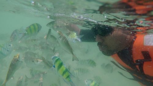 Fish swimming in sea