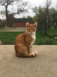 Portrait of cat sitting on tree