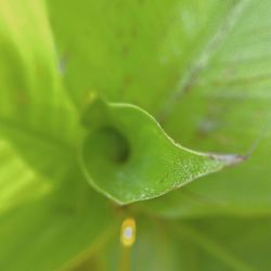 Close-up of plant