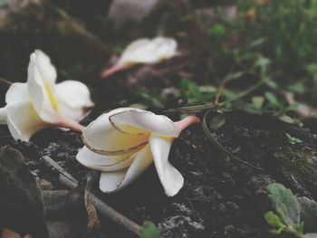 Close-up of flowers