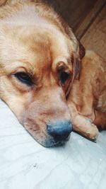 Close-up of dog lying on floor