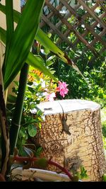 Close-up of flowering plant