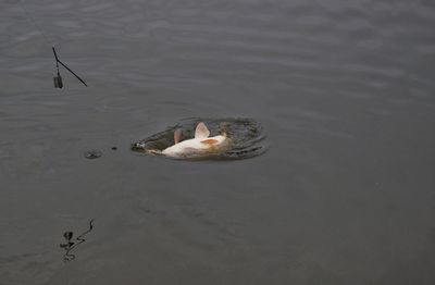 High angle view of duck swimming in water