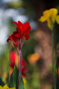 Canna flowers, red background, bokeh, flowers, nature