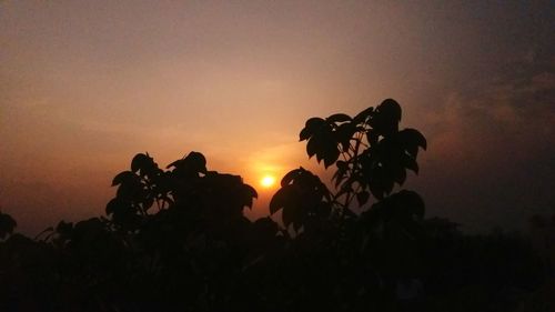 Silhouette of trees at sunset