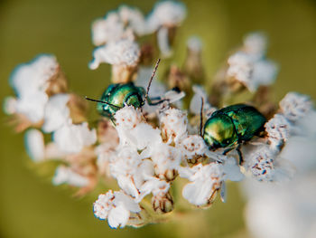 Close-up of june beetles on white flowers