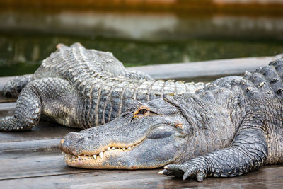 Close-up of crocodile