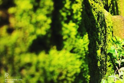Close-up of moss growing on tree trunk
