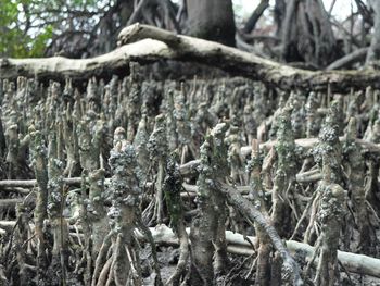 Close-up of trees in forest