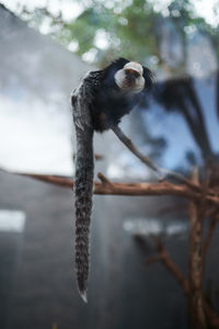 Close-up of a dog on branch