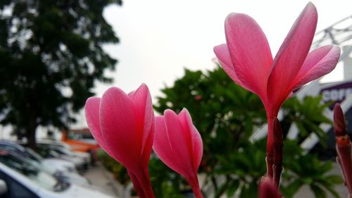 Close-up of pink flower blooming outdoors