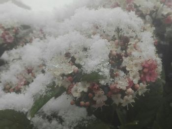 Close-up of snow on flowers during winter