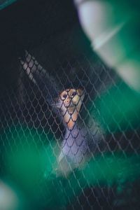 Close-up portrait of child seen through chainlink fence