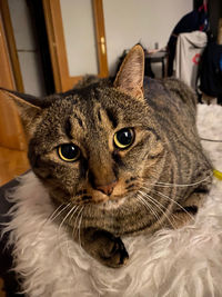 Close-up portrait of a cat at home