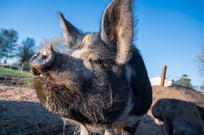 Close-up of a horse against the sky