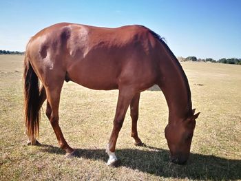 Horse grazing in a field