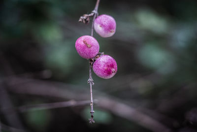 Close-up of pink berries growing on plant