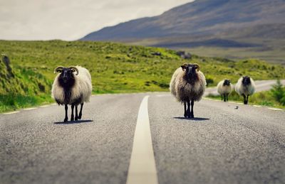 Sheeps crossing the road at connemara national park in county galway, ireland 