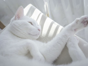 Close-up of white cat lying on sofa 