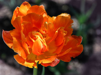 Close-up of orange rose flower