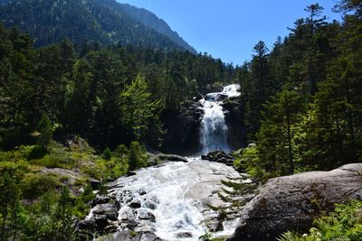 Scenic view of waterfall in forest