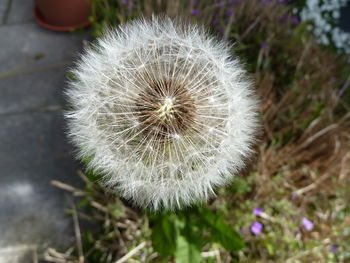 Close-up of dandelion