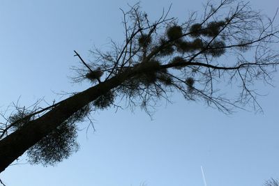 Low angle view of silhouette tree against clear sky