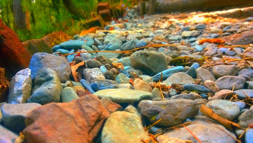 Surface level of stream flowing through forest