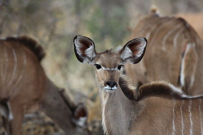 Portrait of kudu