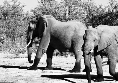 View of elephant standing on field