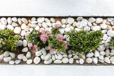 Close-up of pebbles on stone wall