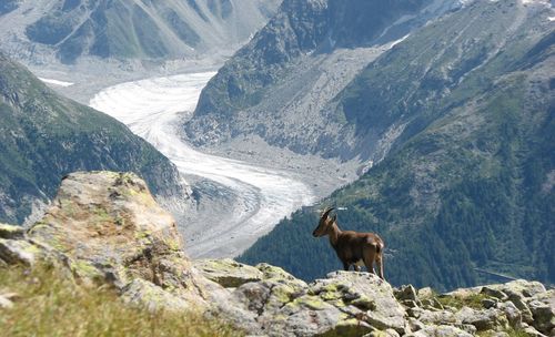 Cat on rock against mountains