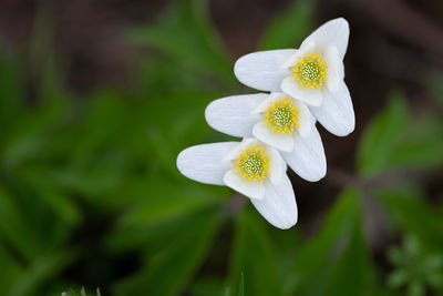 Close-up of white flowering plant