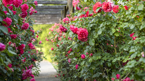 Wooden pergola overgrown with beautiful pink roses. wooden garden support structure. 