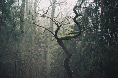 View of bird in forest