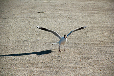 Seagull flying over land